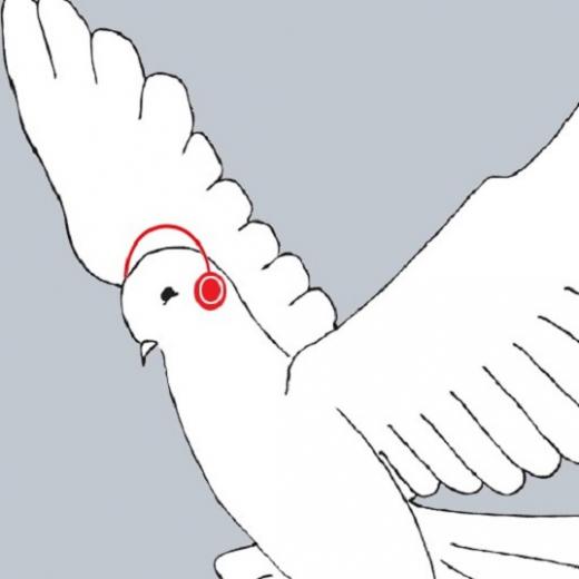 Playlist Dove with red headphones